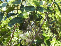 Chiococca sessilifolia