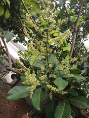 Nephelium lappaceum