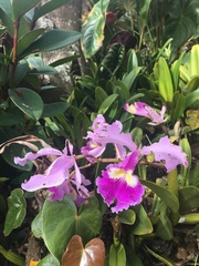 Cattleya warscewiczii