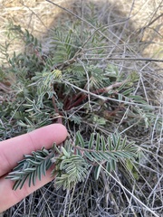 Astragalus eremiticus