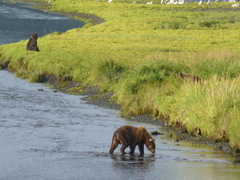 Ursus arctos middendorffi