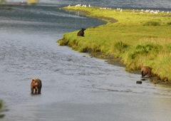 Ursus arctos middendorffi