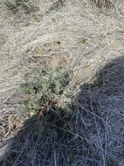 Astragalus eremiticus