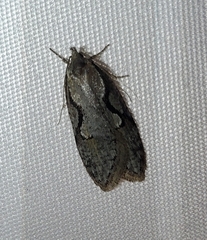 Semioscopis packardella