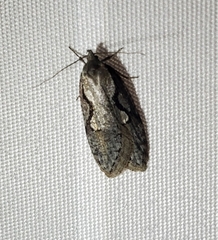 Semioscopis packardella