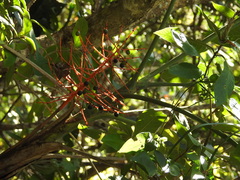 Chamaedorea glaucifolia