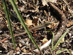 Aspidoscelis motaguae