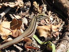 Aspidoscelis motaguae