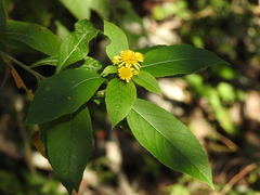 Verbesina hypargyrea