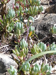 Curio crassulifolius