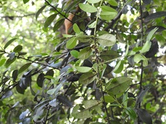 Ilex discolor