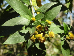 Verbesina hypargyrea