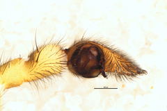 Anoteropsis senica