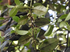 Ilex discolor