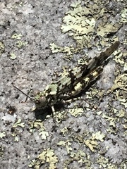 Trimerotropis saxatilis