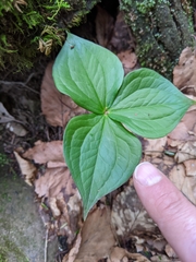 Trillium grandiflorum