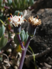 Curio crassulifolius