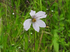 Cosmos diversifolius