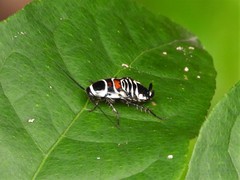 Hemithyrsocera vittata