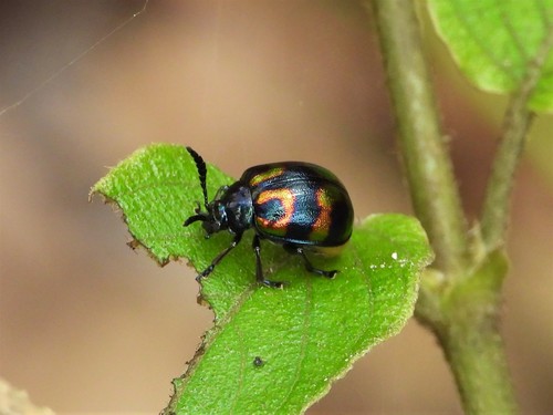 Sphenoraia paviei · iNaturalist