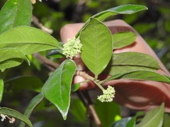 Daphnopsis malacophylla