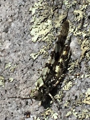 Trimerotropis saxatilis