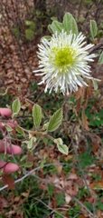 Fothergilla gardenii