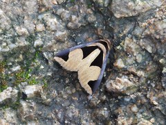 Fodina cuneigera