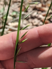 Melica mutica