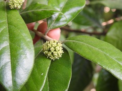 Daphnopsis malacophylla