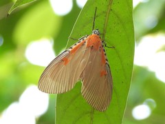 Euplocia membliaria