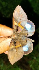 Ischyja manlioides