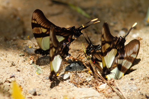 Serville Swordtail