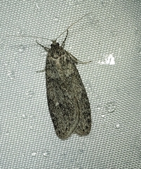 Semioscopis inornata