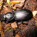 Mecodema rex - Photo (c) zstone, algunos derechos reservados (CC BY-NC)