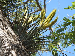 Tillandsia flavobracteata