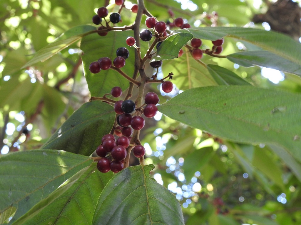 Frangula capreifolia