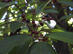 Frangula capreifolia