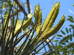Tillandsia flavobracteata
