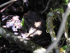 Incilius bocourti
