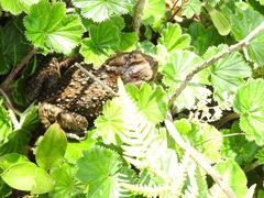 Incilius bocourti