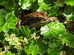 Incilius bocourti