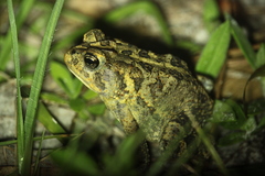Anaxyrus terrestris