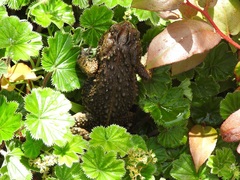 Incilius bocourti