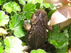 Incilius bocourti