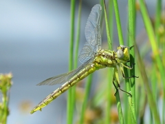 Arigomphus lentulus