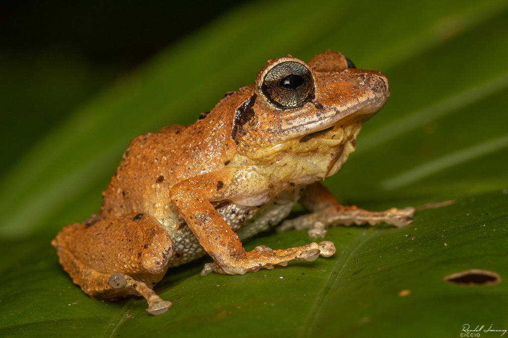 Banded Robber Frog