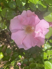 Rosa