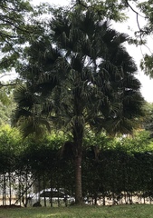 Livistona chinensis