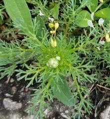 Matricaria discoidea